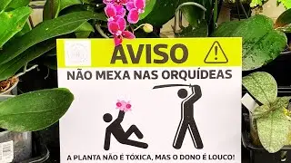 NOTICE! DO NOT TOUCH THE ORCHIDS... THE PLANT IS NOT TOXIC, BUT THE OWNER IS CRAZY!