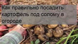 Как правильно посадить картофель под солому в огороде