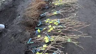 КАК МЫ ПРИКАПЫВАЕМ САЖЕНЦЫ ДО РЕАЛИЗАЦИИ