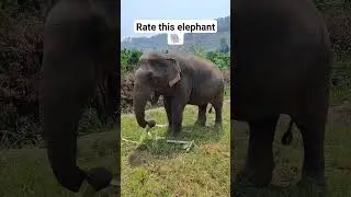 an amazing elephant experience in Chiang Mai Thailand 