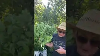 Вот так растёт лавровый лист,он не сразу в пакетиках))