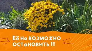 🆘️Её не возможно остановить !!!🆘️🆘️Чеченская женщина может всё!!