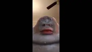 Monke Jumpscare