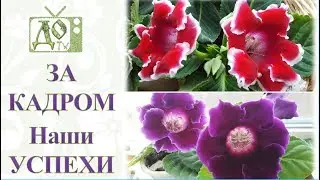 Наши УСПЕХИ на УЧАСТКЕ. ОГУРЦЫ и ПОМИДОРЫ, КЛУБНИКА, РОЗЫ и КЛЕМАТИСЫ. ГЛОКСИНИИ. Vlog