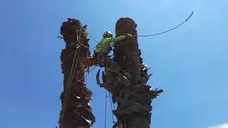 abbattimento e taglio a piccoli pezzi palma [tecniche treeclimbing e abbattimento controllato]