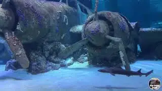 Aquarium 4K VIDEO ULTRA HD   Sea animals with relaxing music   Rare and colorful video of sea life