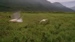 Камчатский медведь.