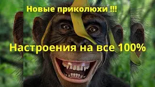 Подборка приколов.Ноябрь 2021