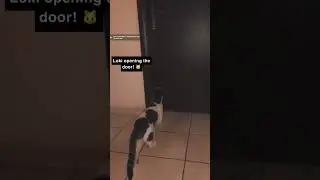 Cat Opens Door