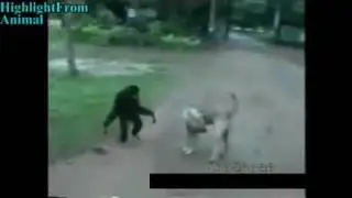 Maymunun köpekle kediyle dostluğu