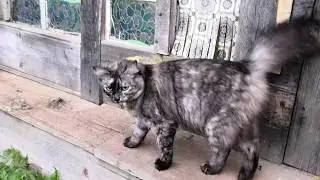 Кошка Масяня встречает нас в деревне!