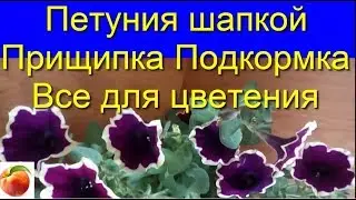 Petunia Secrets of Flowering Pruning Fertilizing Care Cuttings Petunia Rome Magenta Did you know?