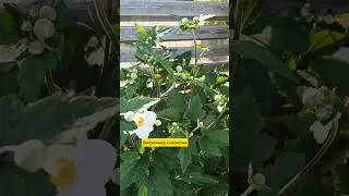 26.07.24г🌹Белый 