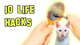 10 Life Hacks | For cats and more things