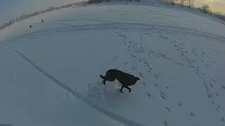 Тренируем собак