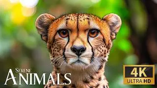 Serene Nature Animals 4K 🌿 Stellar Discovery of Pristine Habitats with Relaxing Piano for Calm