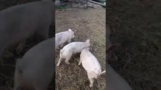 бой борцов сумо-свин