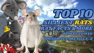 These rat facts will drive you CRAZY!