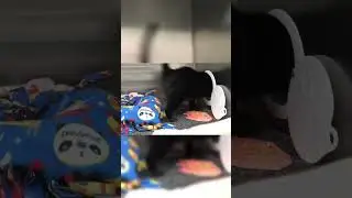Kitty goes POW POW DOUBLE POW #cat #animalshelter #streamer #volunteer #mentalhealth #cats