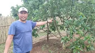 Mampir ke Kebun di bulan Nov. 2024