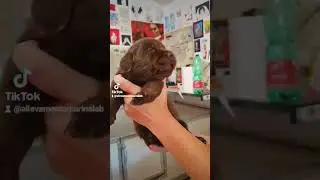 15 gg di amore! cucciolo di Labrador cioccolato della nostra Kenia!