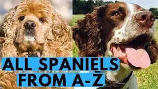 All Spaniel Dog Breeds List (from A to Z)