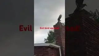 Evil vulture stalks chickens on the Homestead. #backyardchickens #evilbird #skinwalker