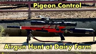 Airgun Hunting: Unbelievable Pigeon Hunt with Tracer Pellets