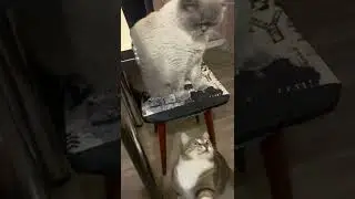 Давай играть.