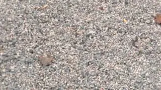 traxxas telluride 4x4 outdoor bash part 3