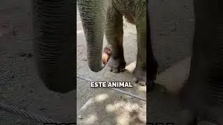 Elephants are true geniuses! 