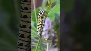 Role of Weavers Ants And Army Ants