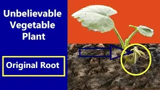What happened why didn't have original root but create new root | Unbelievable Vegetable plant