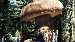 Самые большие грибы в мире