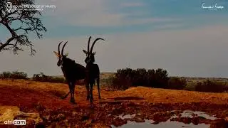 Male Sable Antelope Tests Female’s Urine for Mating Readiness