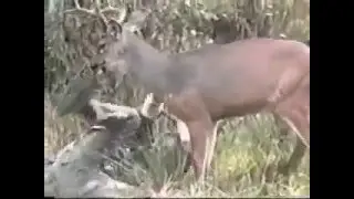Приколы Олень бьет охотника Жесть