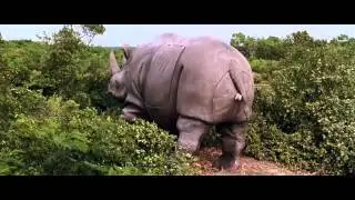 Jim Carrey born by rihno (funny)