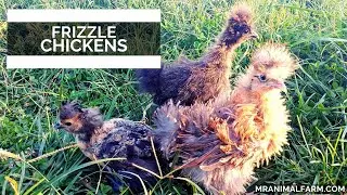 Frizzle Chickens