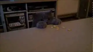 Vegeterian cat