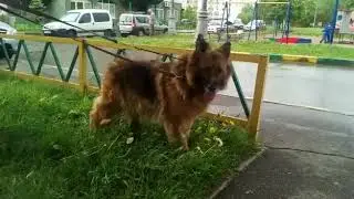 Циля