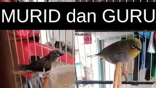 panen emprit jawa part 4 🐦 ( proses pemasteran emprit jawa )