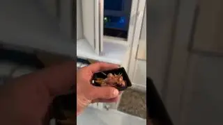 Ну очень голодная сова 😅 #животные #юмор