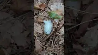 las sprzątanie full HD+
