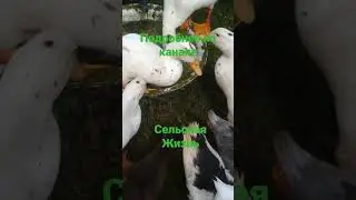 Muscovy ducks, mulard, Peking ducks 