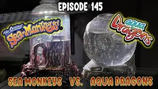 Sea-Monkeys On Mars Vs. Aqua Dragons In Space (Days 1-30)