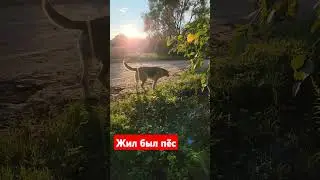 #юмор #деревня #собака