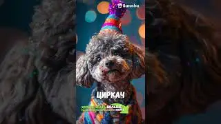 #Shorts 🐶  Как определить тип личности вашей собаки 🐶