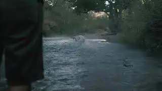 Animal Videos