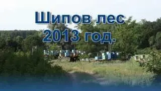 Лесной медосбор.