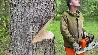 Валка дерева // Валка Ёлки с помощью лебёдки 🌲 // Stihl MS 361